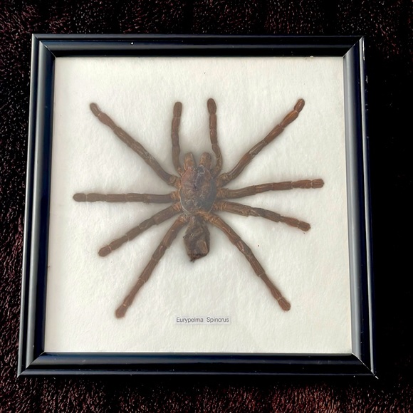 Other - Taxidermy tarantula